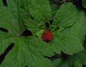 goldenseal2