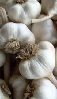 garlic_organic