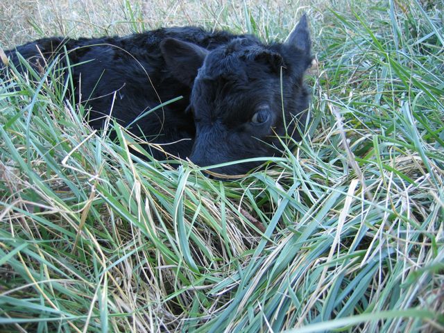 organic_elixirfarm_grassfed_calf